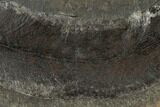 Fossil Fern (Macroneuropteris) - Illinois #114129-1